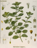 Hierba del sapo (cápsulas)